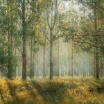 green-1072828_1280