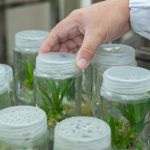 plant-tissue-culture-facility-2223464_1280